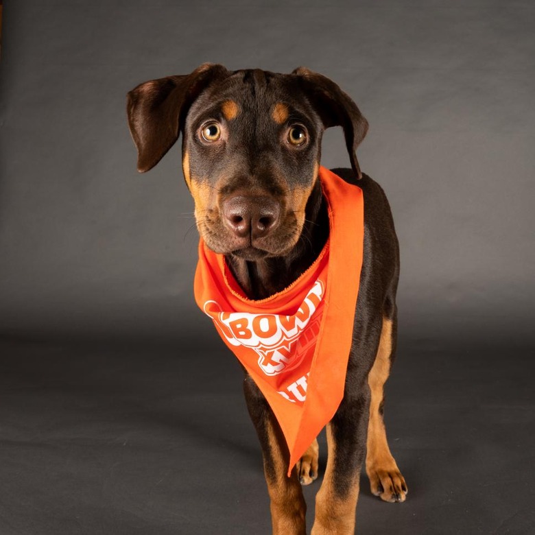 Puppy Bowl 2022