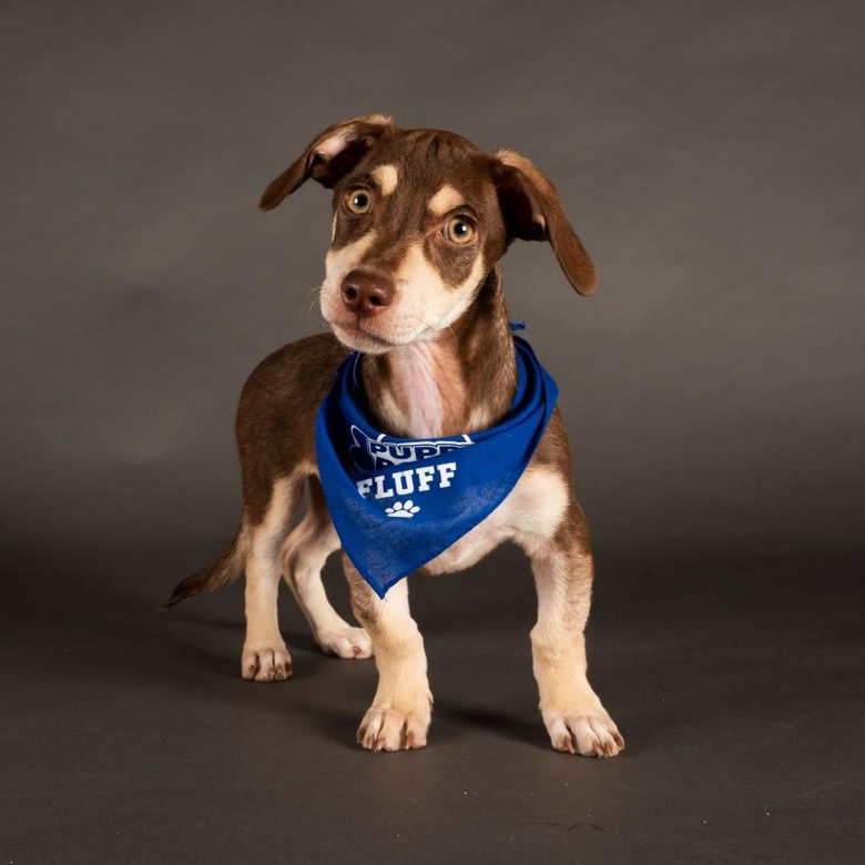 Puppy Bowl 2022