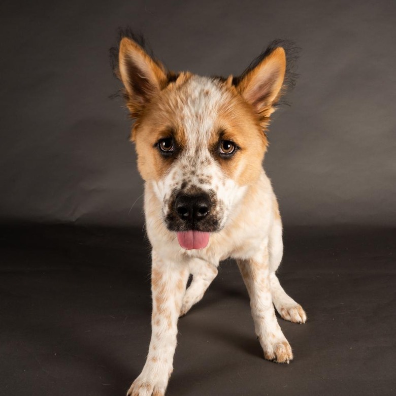 Puppy Bowl 2022