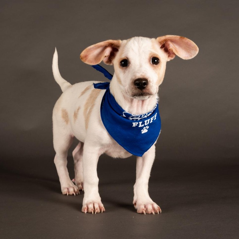 Puppy Bowl 2022