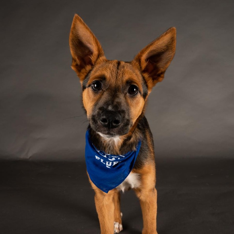 Puppy Bowl 2022