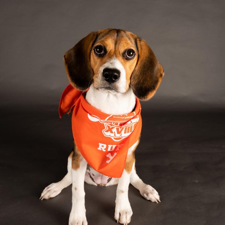 Puppy Bowl 2022
