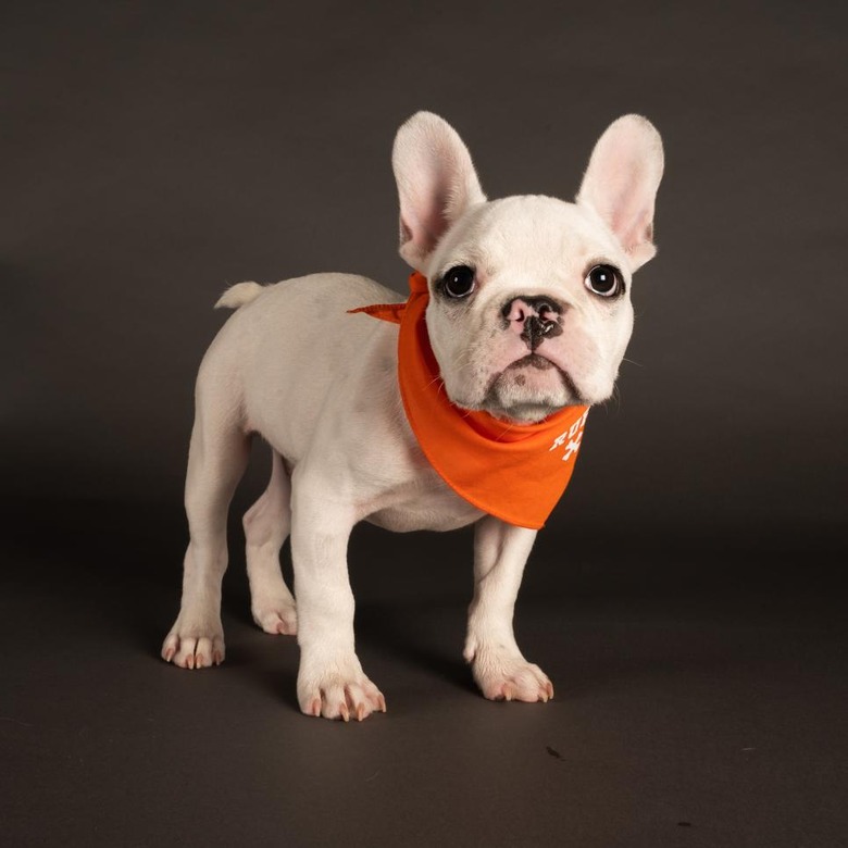 Puppy Bowl 2022