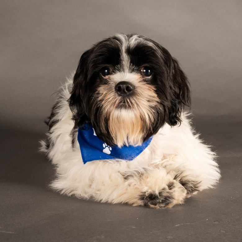 Puppy Bowl 2022