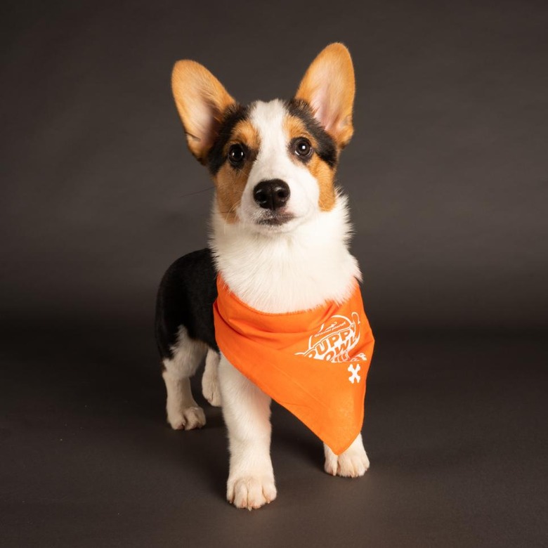 Puppy Bowl 2022