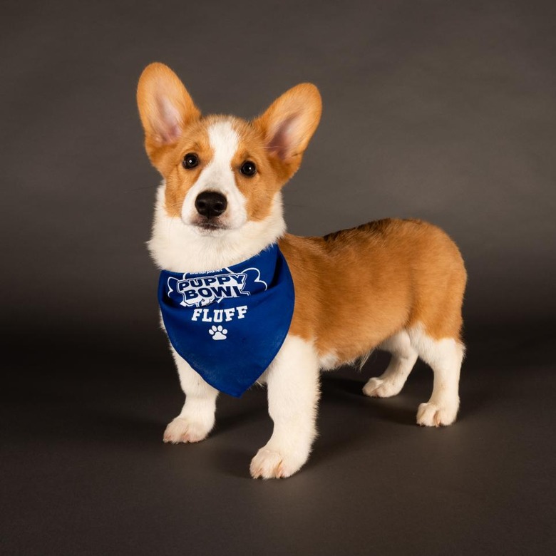 Puppy Bowl 2022