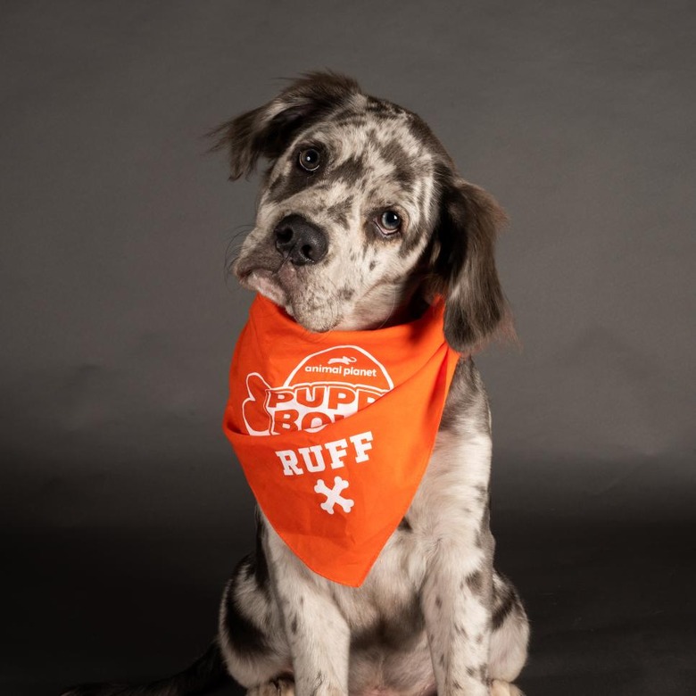 Puppy Bowl 2022