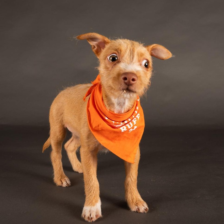 Puppy Bowl 2022