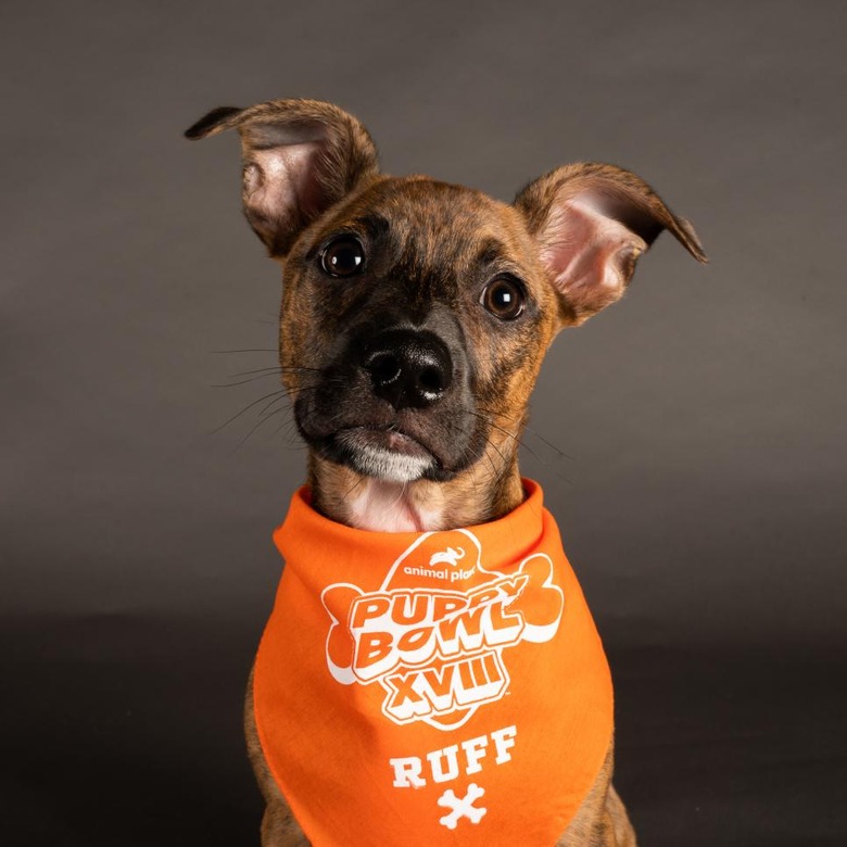 Puppy Bowl 2022