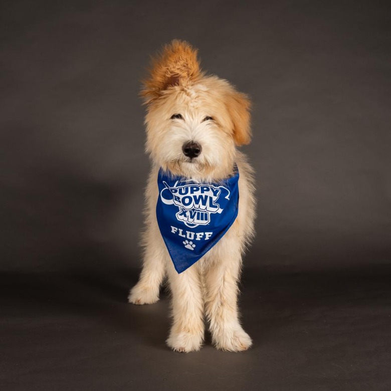 Puppy Bowl 2022