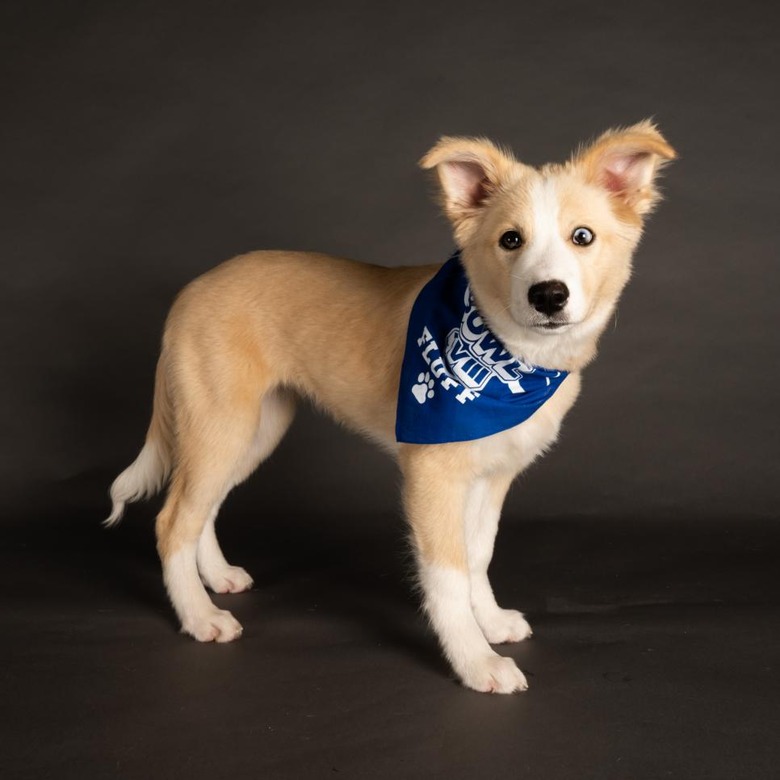 Puppy Bowl 2022