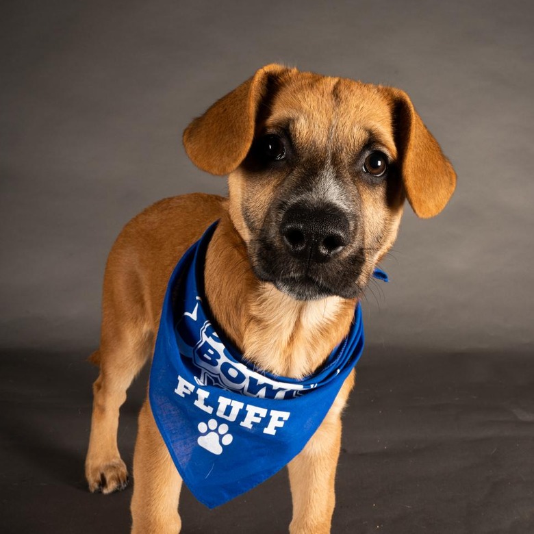 Puppy Bowl 2022