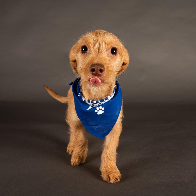 Puppy Bowl 2022