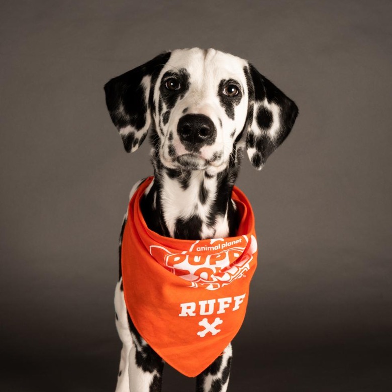 Puppy Bowl 2022