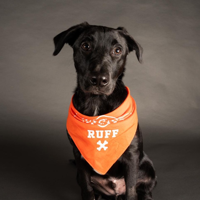 Puppy Bowl 2022