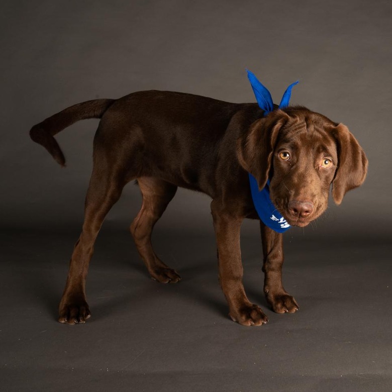 Puppy Bowl 2022