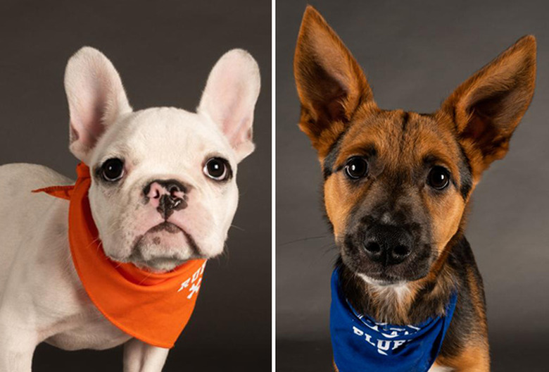 Puppy Bowl 2022