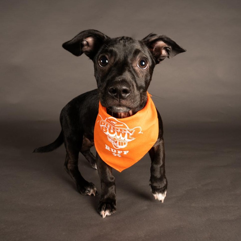 Puppy Bowl 2022