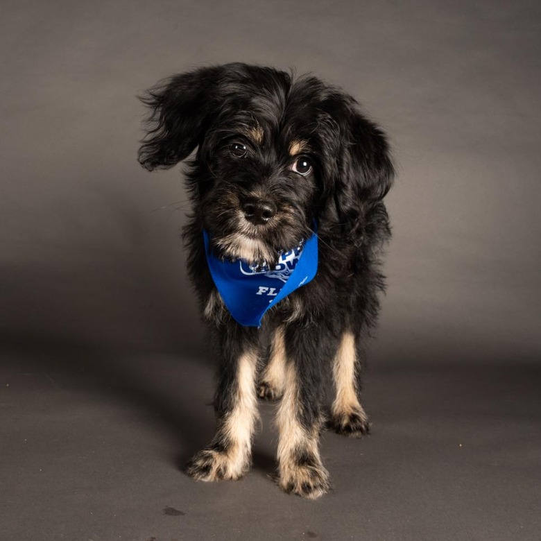 Puppy Bowl 2022