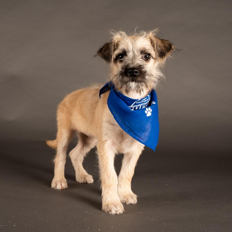 Puppy Bowl 2022