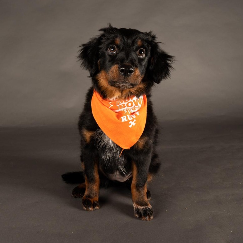 Puppy Bowl 2022