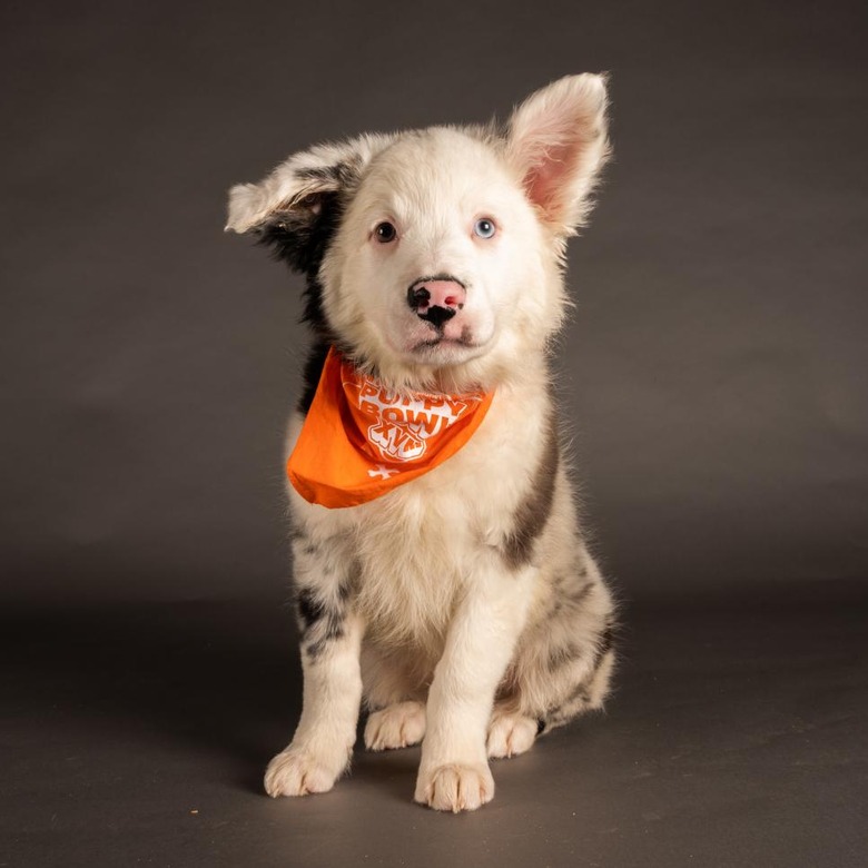Puppy Bowl 2022