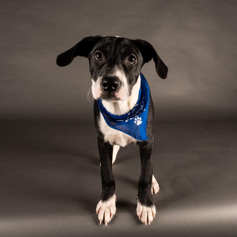 Puppy Bowl 2022