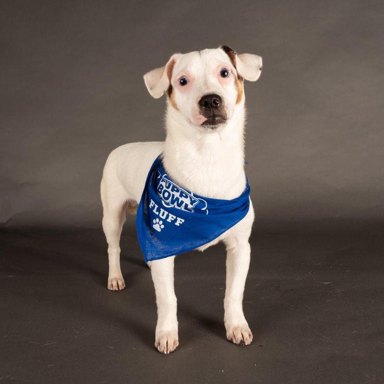 Puppy Bowl 2022