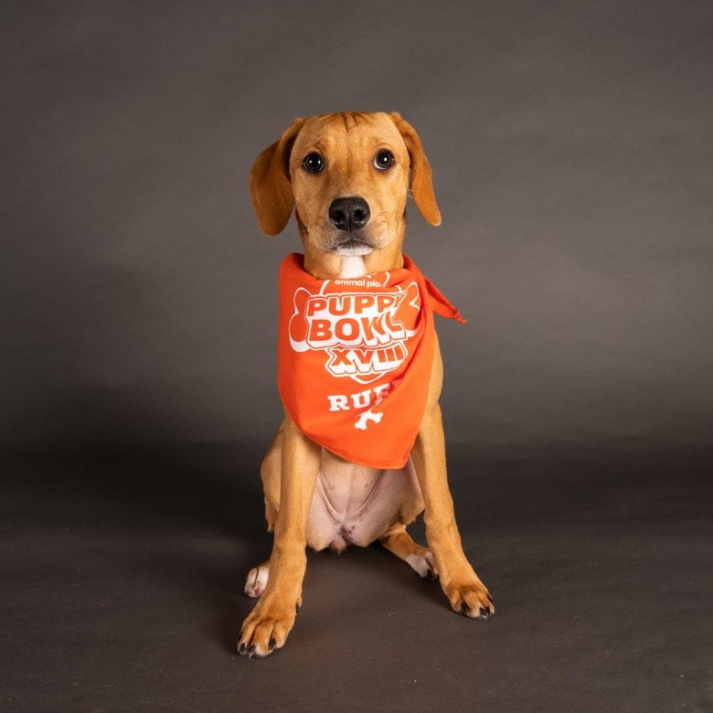 Puppy Bowl 2022