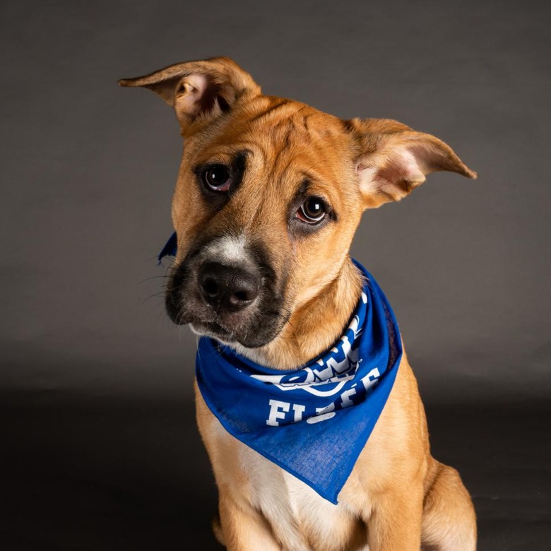 Puppy Bowl 2022