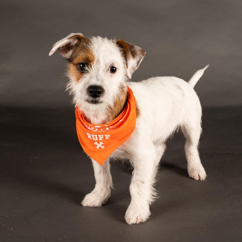 Puppy Bowl 2022