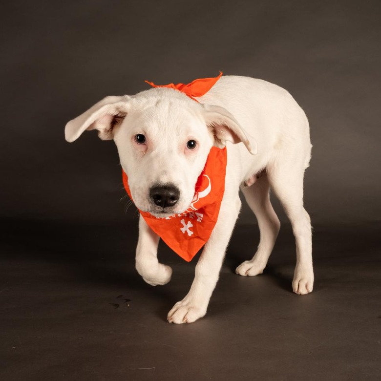 Puppy Bowl 2022