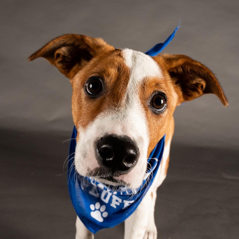Puppy Bowl 2022