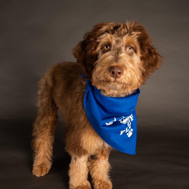 Puppy Bowl 2022