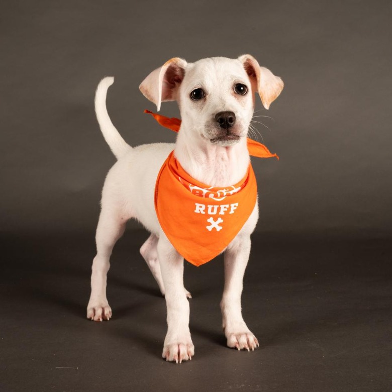 Puppy Bowl 2022