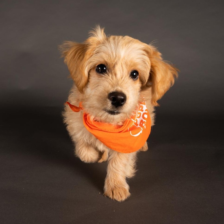 Puppy Bowl 2022