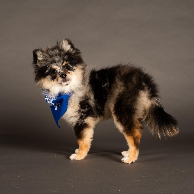Puppy Bowl 2022