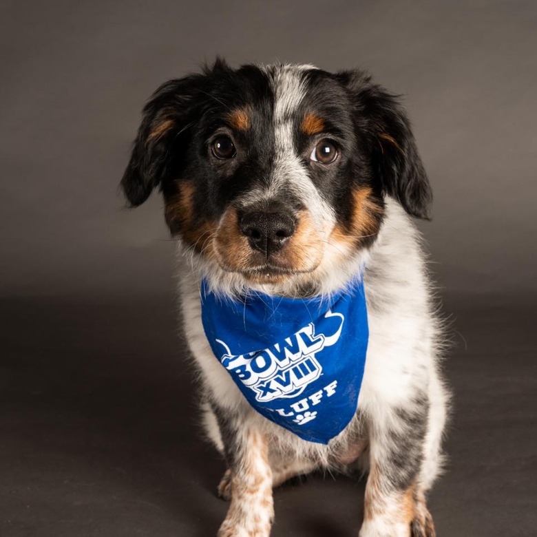 Puppy Bowl 2022