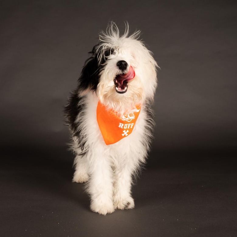 Puppy Bowl 2022
