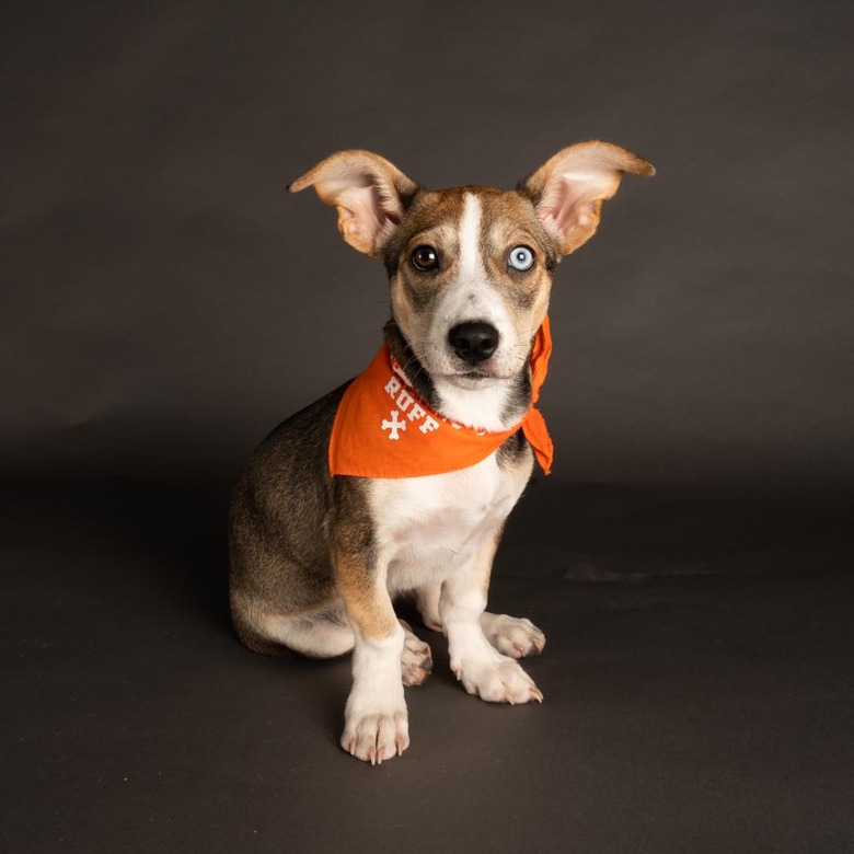 Puppy Bowl 2022