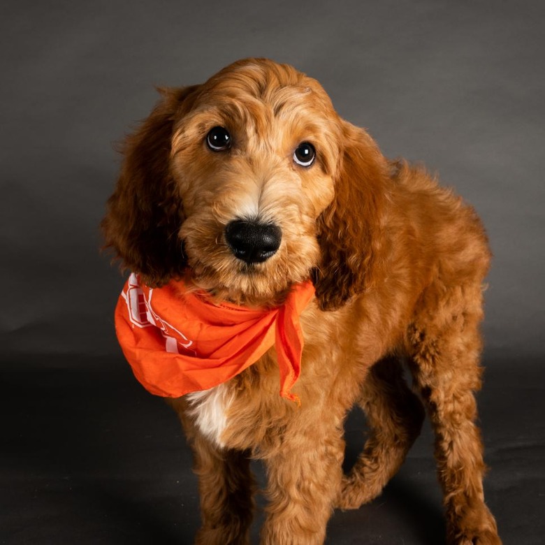 Puppy Bowl 2022