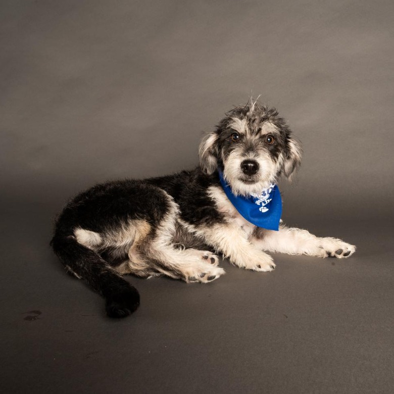 Puppy Bowl 2022