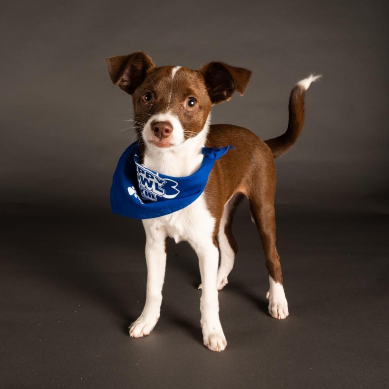 Puppy Bowl 2022