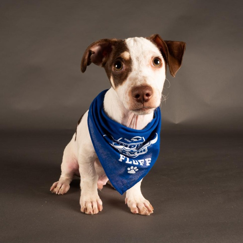 Puppy Bowl 2022
