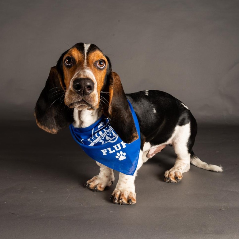 Puppy Bowl 2022