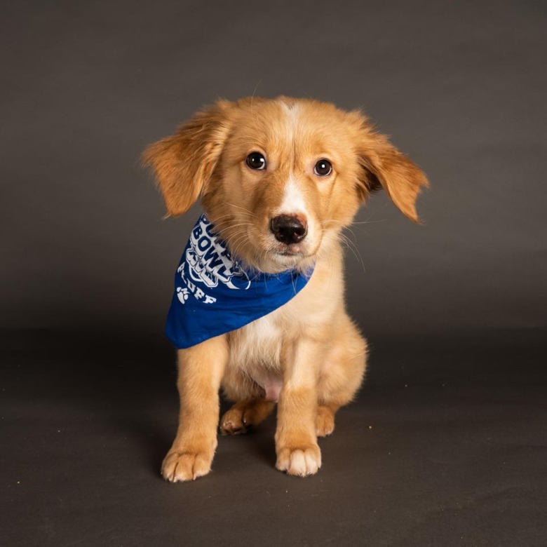 Puppy Bowl 2022