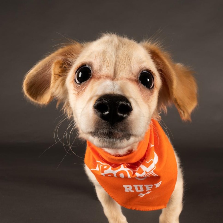 Puppy Bowl 2022