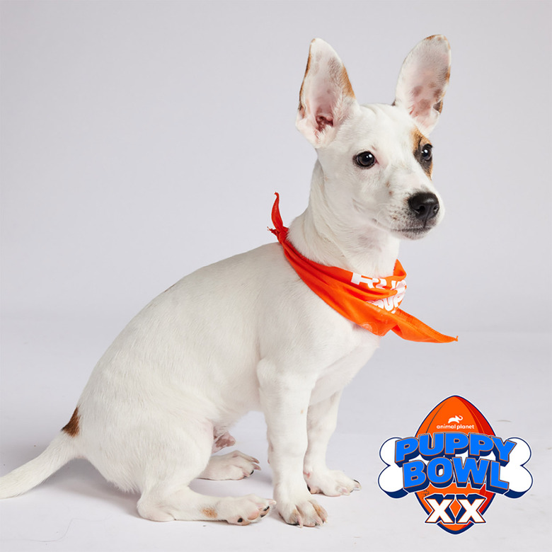 Puppy Bowl 2024 Lineup