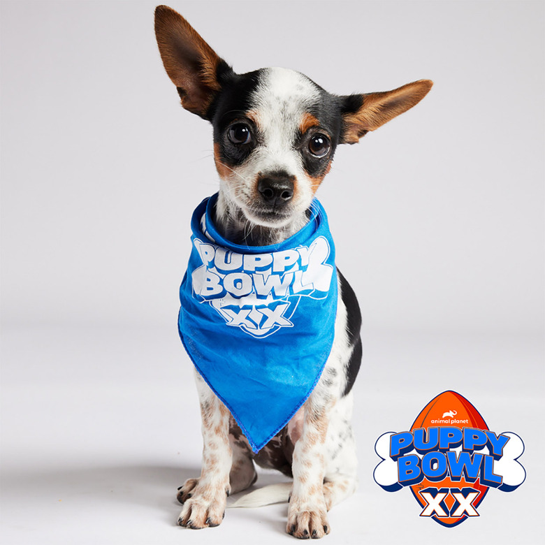 Puppy Bowl 2024 Lineup