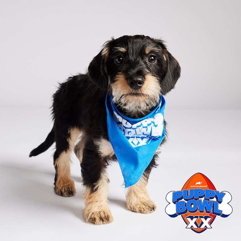 Puppy Bowl 2024 Lineup